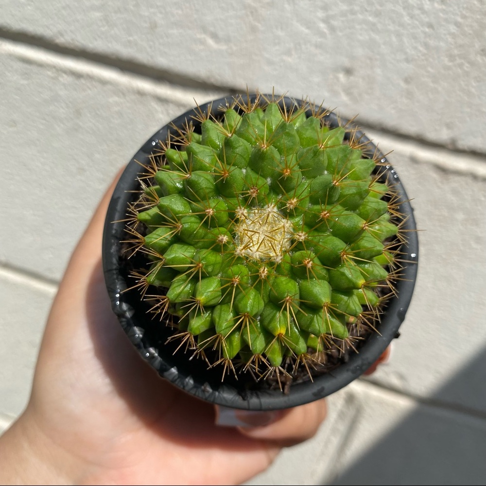 Live cactus in small planter